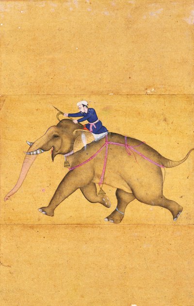 Un mahout montando un elefante, del Gran Álbum Clive de Mughal School